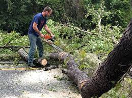 Best Stump Grinding and Removal  in Sharon, MS