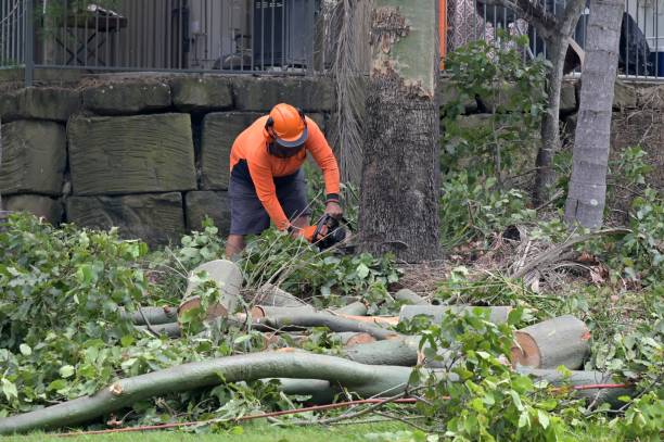  Sharon, MS Tree Care Services Pros